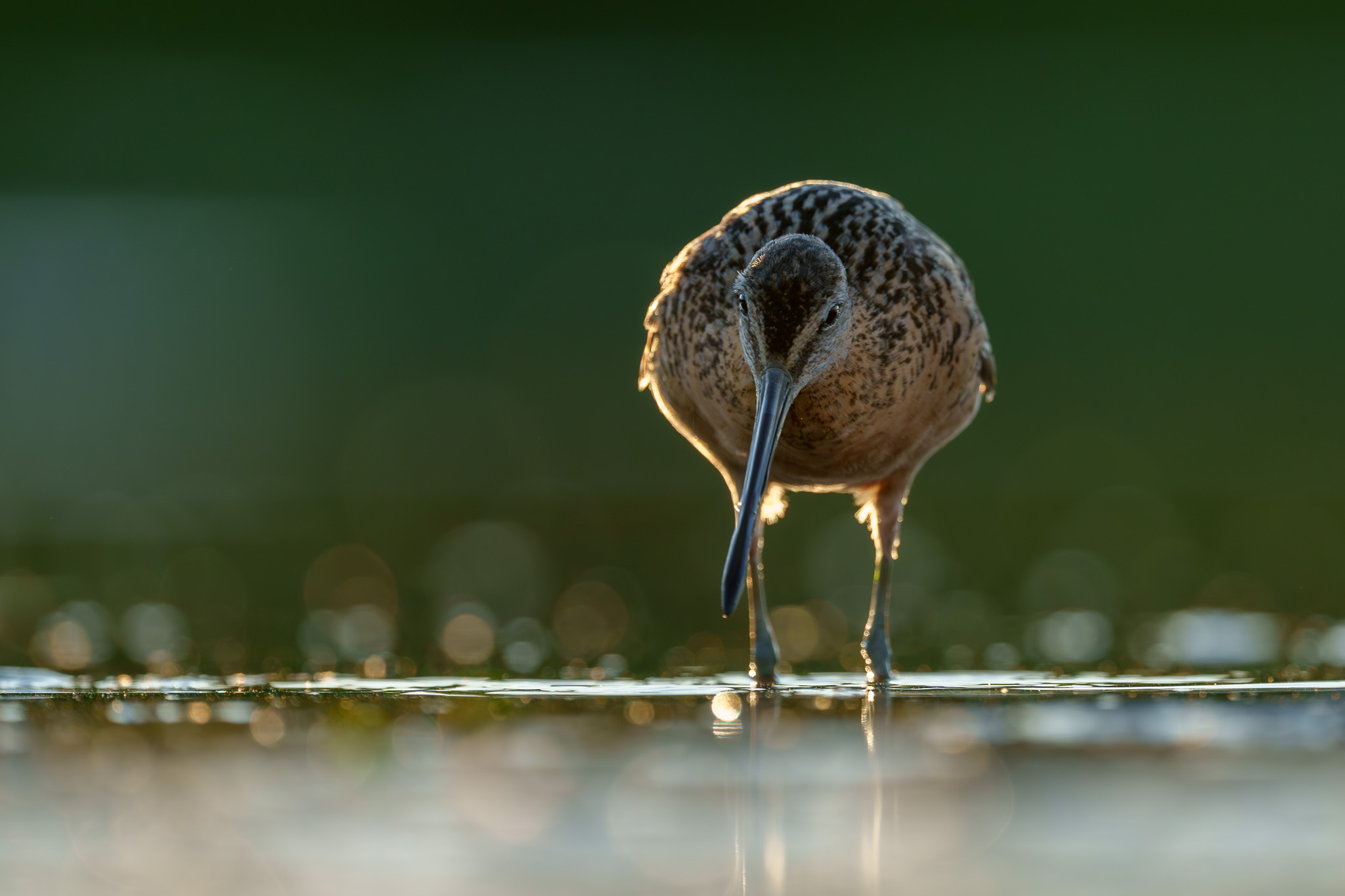 Shorebirds