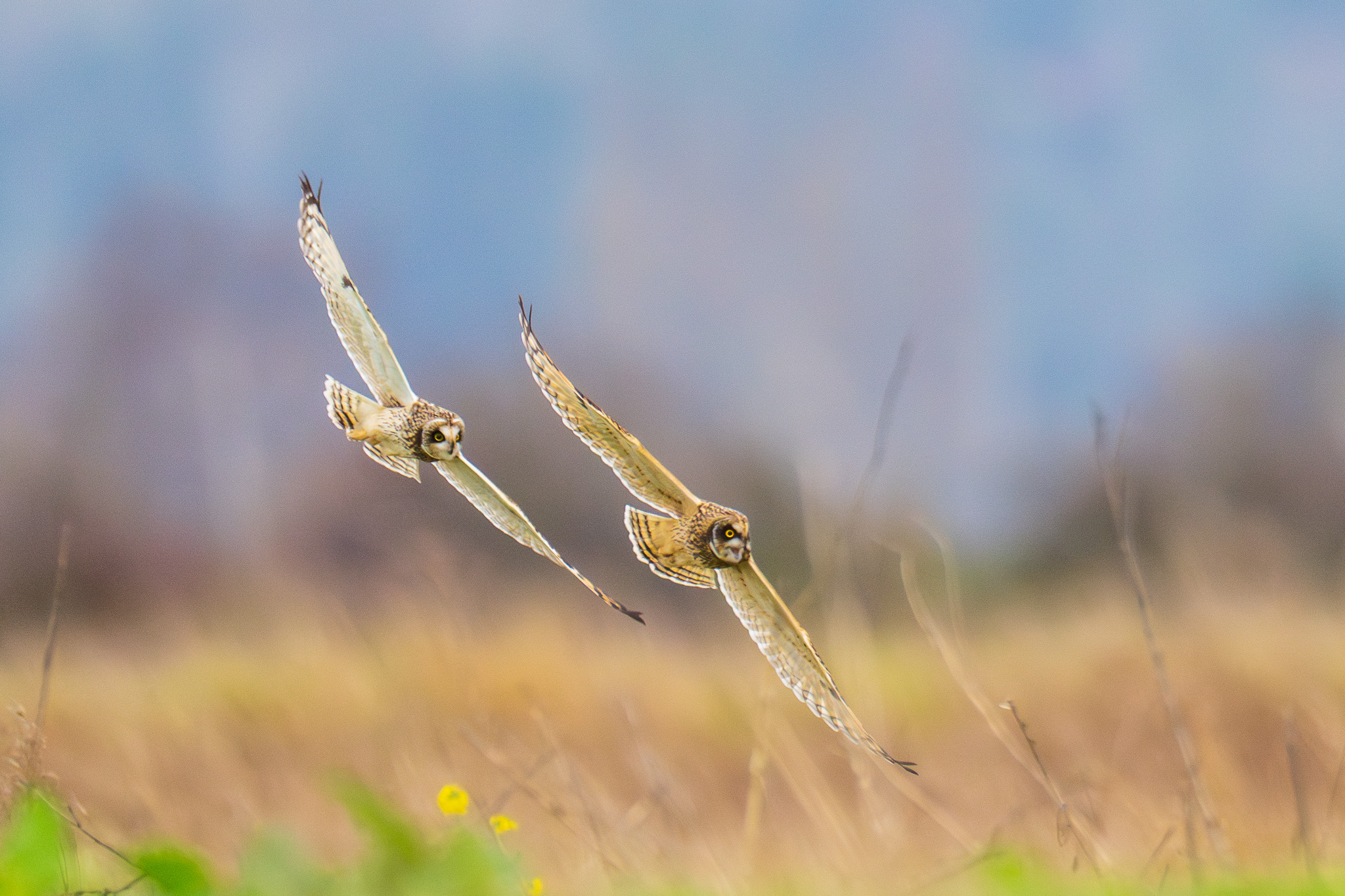 Raptors of the Pacific Northwest