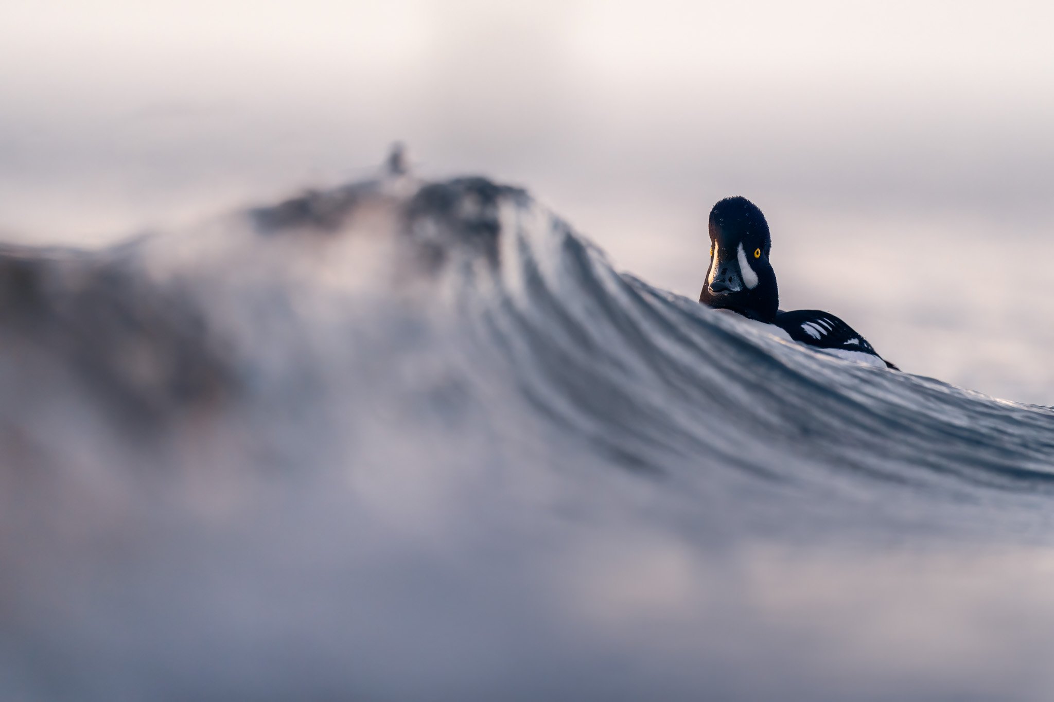 The daily duck ritual