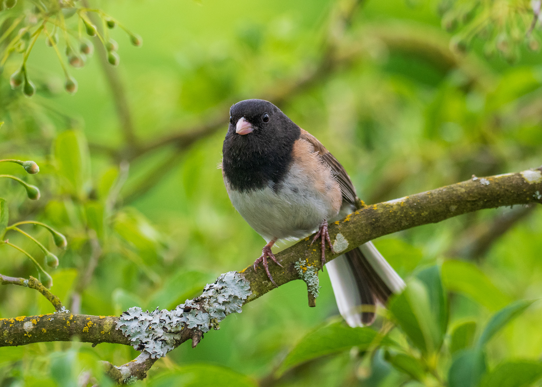 A few more spring birds